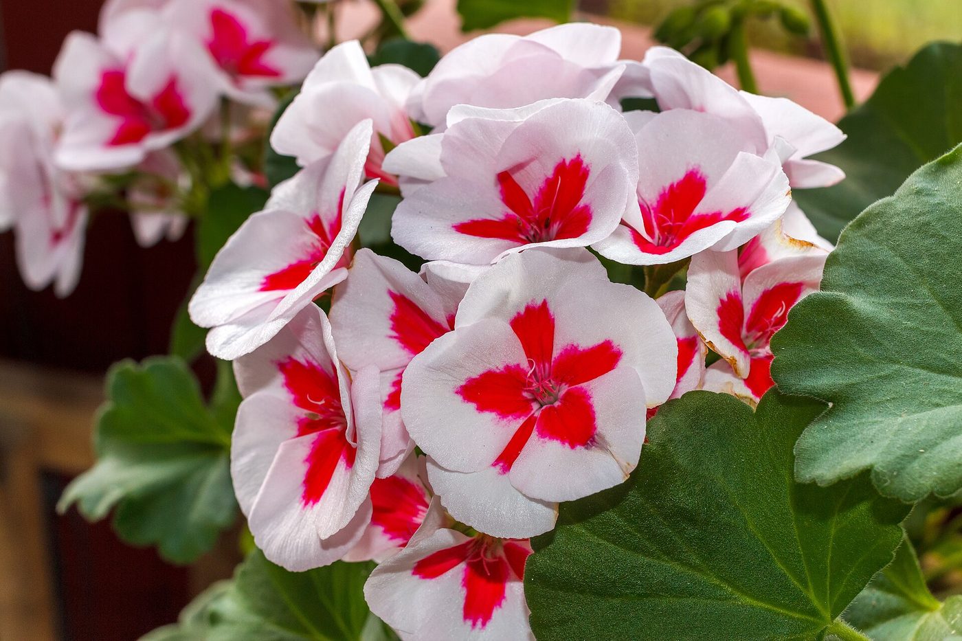 Fleur de pélargonium en gros plan, pétales rose vif